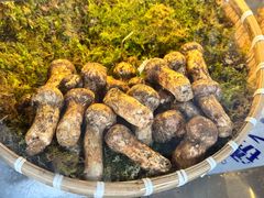 -蘑统田下·野生菌火锅