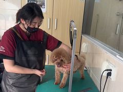 -美联众合爱康动物医院•复杂内科•肿瘤科•牙科•腔镜诊疗中心