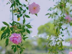 -鹅湖玫瑰文化园