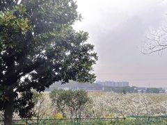 -树山生态村
