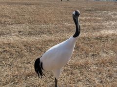 -盐城丹顶鹤湿地生态旅游区