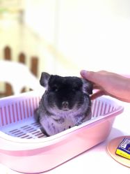 -Moni星球萌宠·小马宝莉·灵蛇·高端高阶全萌宠互动体验俱乐部(红豆国际广场店)