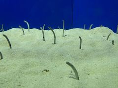 -上海海洋水族馆