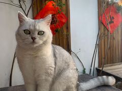 -喵屿·大理花园猫咖