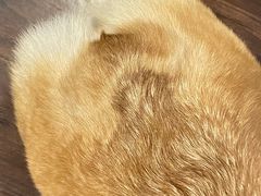 -柯斗斗主题餐厅·狗咖·围炉煮茶·茶饮(国瑞升平里店)