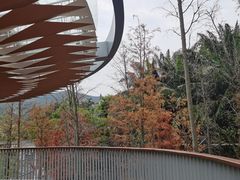 -银湖山郊野公园-相思林