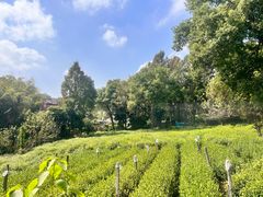 -野蔓果·山野菜(西湖景区·龙井茶田店)