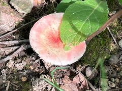 -牛背梁国家森林公园