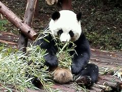 -成都大熊猫繁育研究基地