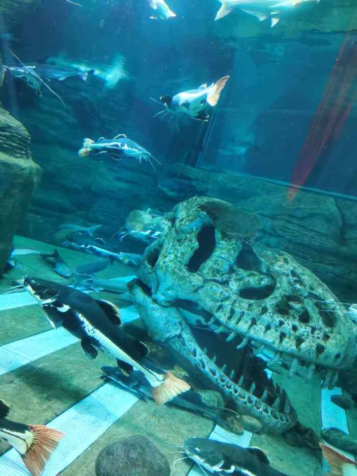 长春中泰海洋世界-"还好买的特价票78一个人. 这家也就值.