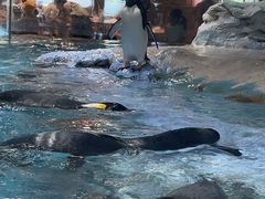 -帝企鹅自助餐厅•儿童岛•真企鹅(长隆企鹅酒店)