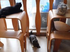 -猫咖时代(中山亭店)