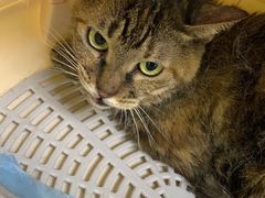 -艾贝尔宠物诊疗