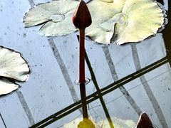 -野象谷景区
