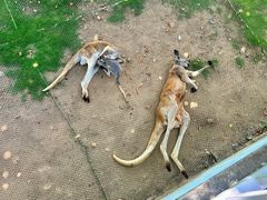 -西霞口神雕山野生动物世界