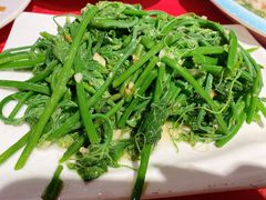 佛手瓜苗-粤北餐馆