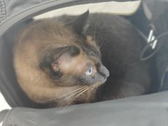 -芭比堂动物医院·CT·微创中心(新顺分院)