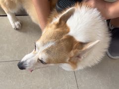 -瑞派福兴宠物医院犬猫全科·骨科·中西医结合(河东店)