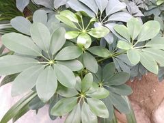 -泰山花样年华景区