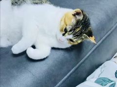 -宠福鑫康馨动物医院·骨科·眼科