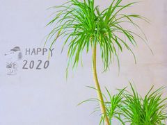 -野鸽子咖啡(中航店)