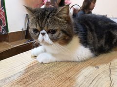 -李小姐の猫咖啡馆(五角场店)