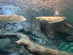 -上海海洋水族馆