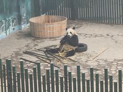 -沈阳森林动物园