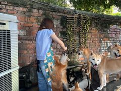 -柴犬高等学院·狗咖·柴犬售卖·宠物训练