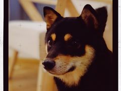 -柴犬小屋·柴餐厅·狗咖食堂(金鼎广场店)