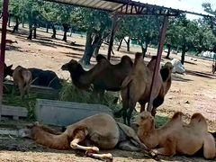 -西安秦岭野生动物园