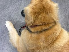 -汤姆宠物(长青北路店)