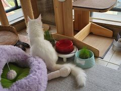 -十年猫舍·猫咪专门店(普陀店)