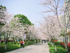 -高东镇樱花园