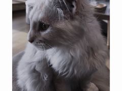-猫腻·猫咖·撸猫馆(星光大道店)