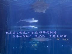 -重庆欢乐海底世界
