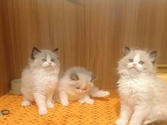 -欣宠猫屋·矮脚拿破仑·蓝金金渐层