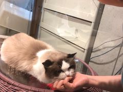 -momokira米努特·德文卷毛猫·棉花面纱犬
