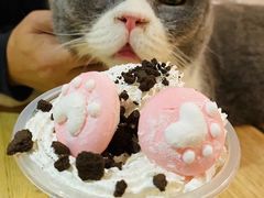 -猫小院猫主题餐厅(南锣旗舰店)