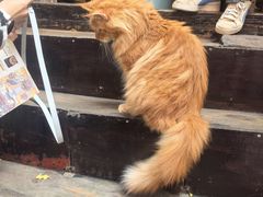 -陈建平麻花(磁器口总店)