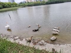 -黄兴公园