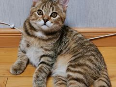 -小猫来了·猫舍(红山六九七九店)