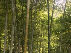 -石塘人家