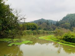 -南宁良凤江国家森林公园