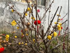 -龙大花卉苗木市场