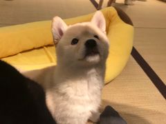 -逗柴咖啡屋·狗咖猫咖宠物桌游