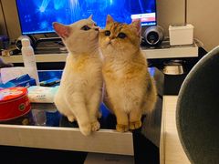 -袖虎·猫馆(体育西路店)