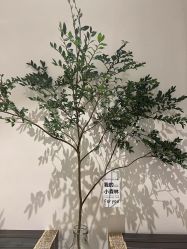 点击看大图 -蓝调造型·烫发·染发