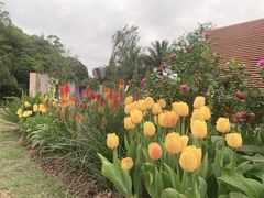 -深圳仙湖植物园