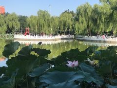 -丰台花园
